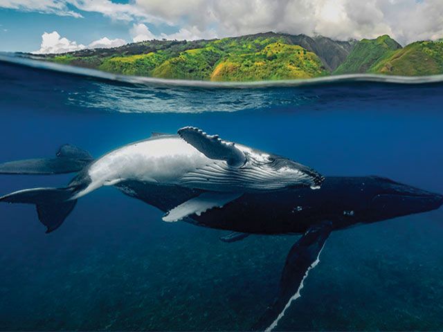 Tahiti Ocean Explorer