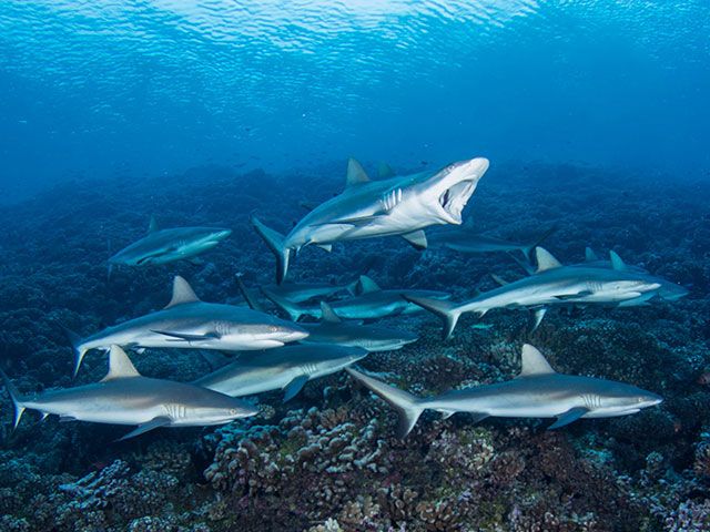 Enata Fakarava Diving