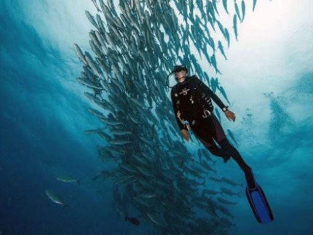 Mokarran Diving