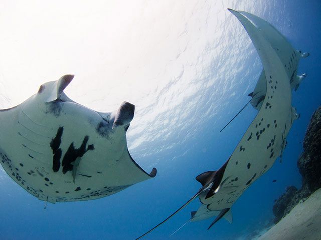 Maupiti Diving