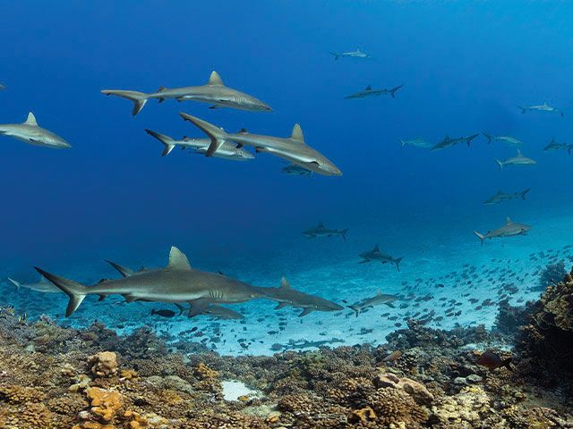 Tetamanu Diving