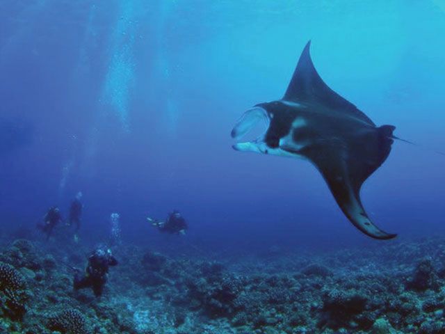 Tikehau Diving