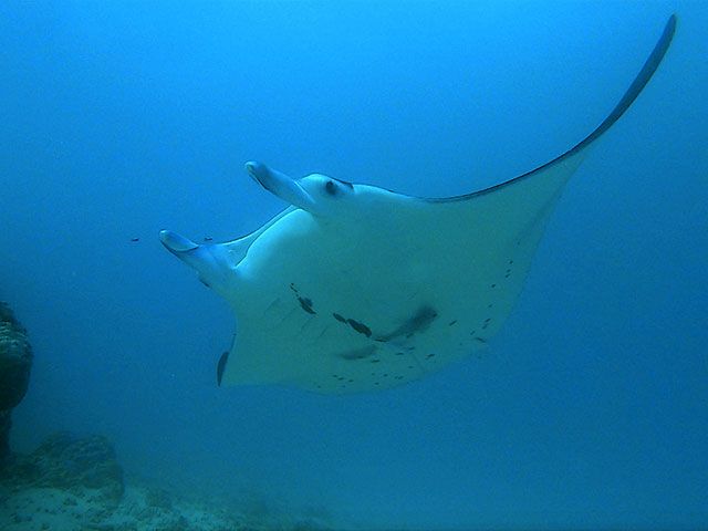 Raie Manta Diving Tikehau