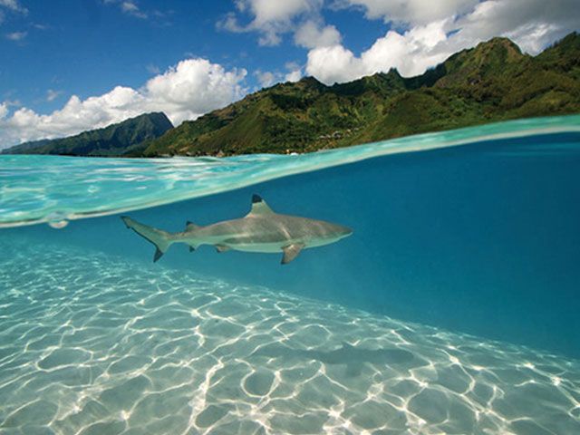 Tahiti Shark Expeditions