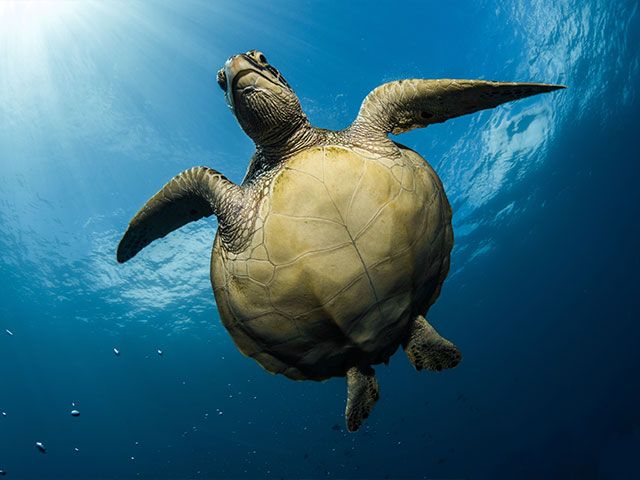 Moorea Blue Diving