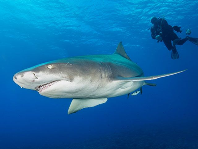 Moorea Fun Dive