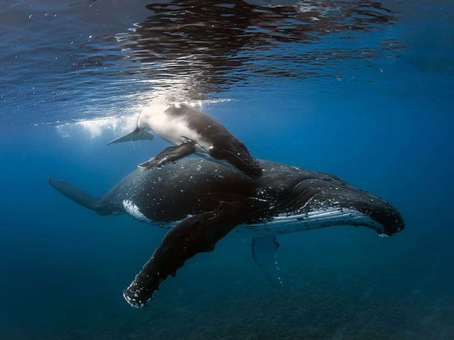 Moorea Underwater Experience